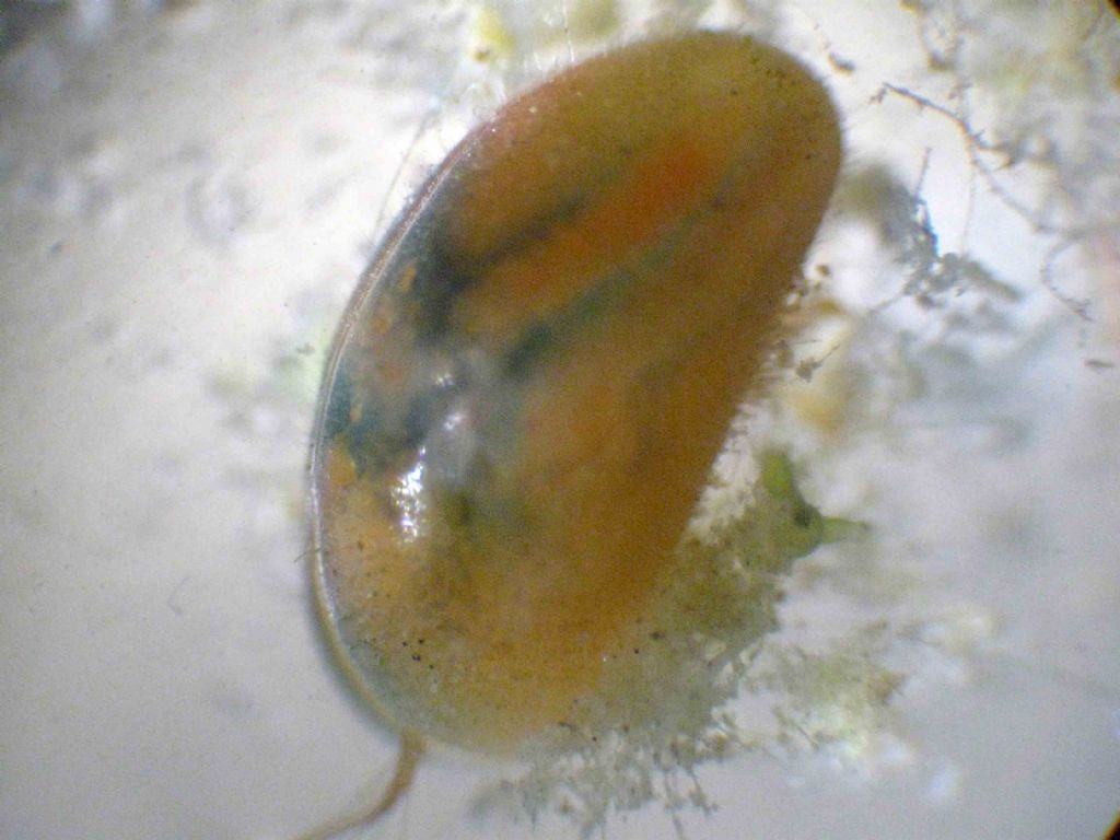 I colori degli ostracodi